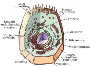 cell