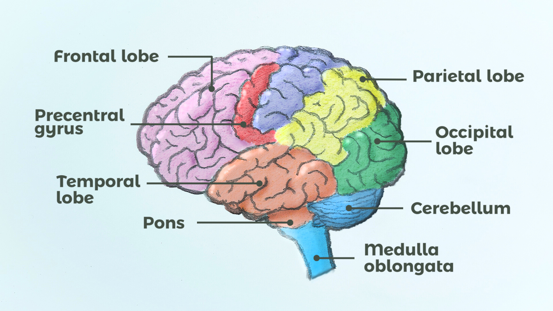 Brain Organ Controls Body Function Complex PhiWheel
