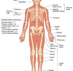 Human Skeleton