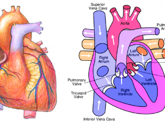 Heart Blood Oxygen