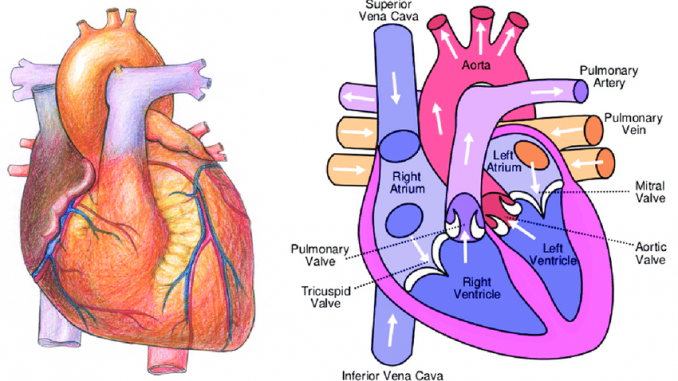 Heart Blood Oxygen